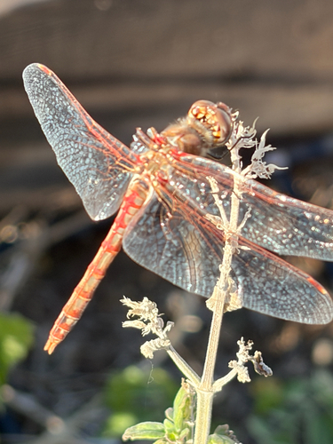 Variegated Meadowhawk