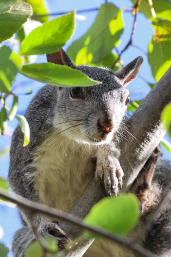 Western Gray Squirrel