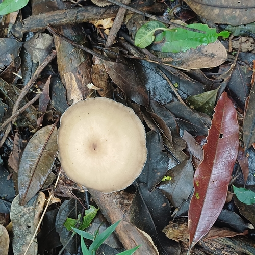 Lentinus flexipes