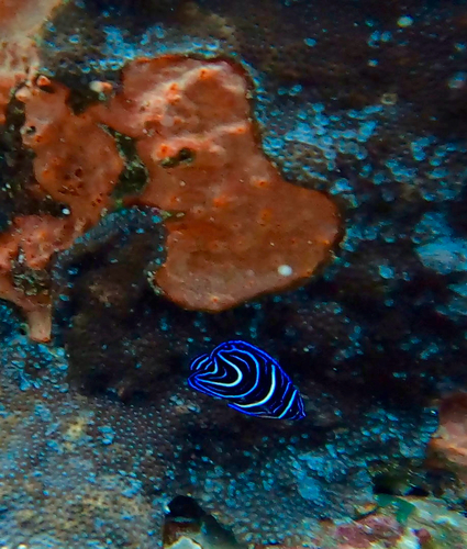 Pomacanthus semicirculatus observed 2026-10-15