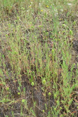 Sanguisorba occidentalis
