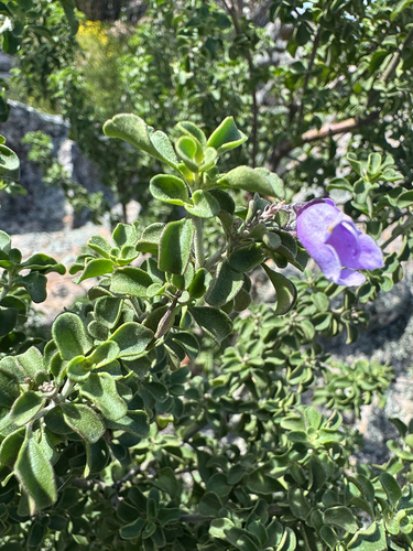 Prostanthera rotundifolia observed 2026-10-16