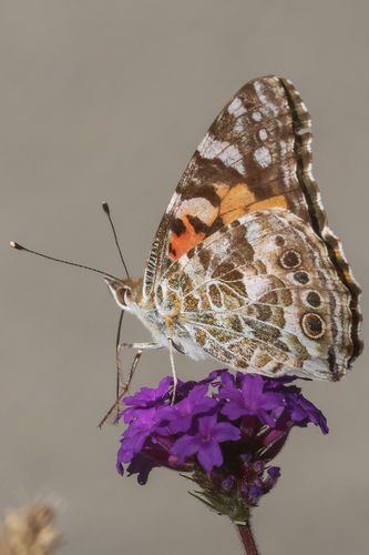 Painted Lady