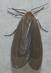 Pagara simplex