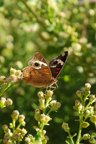 Gray Buckeye