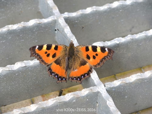 Aglais urticae chinensis