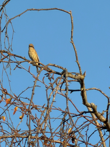 House Finch