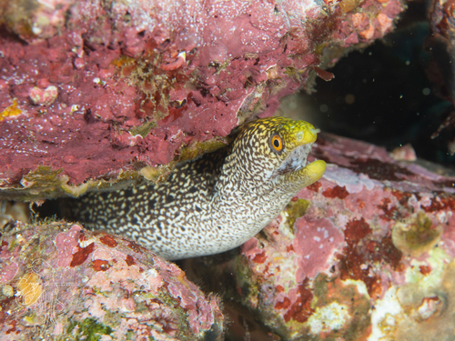 Gymnothorax eurostus observed 2026-10-11