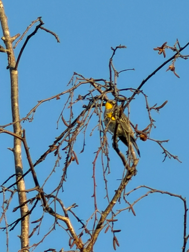 Yellow-rumped Warbler