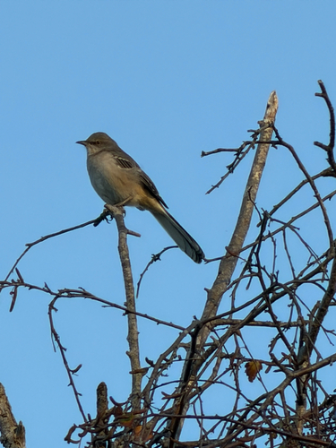 Northern Mockingbird