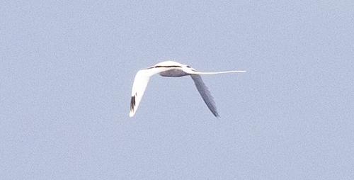 Phaethon lepturus observed 2026-10-15