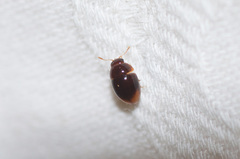 Acylomus