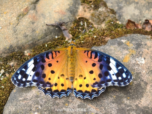Tropical Fritillary