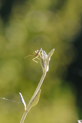 Leafhopper Assassin Bug