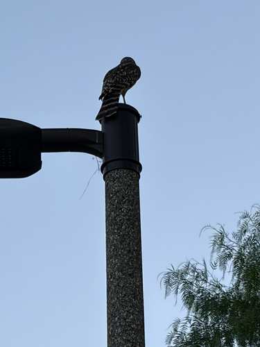 Red-shouldered Hawk