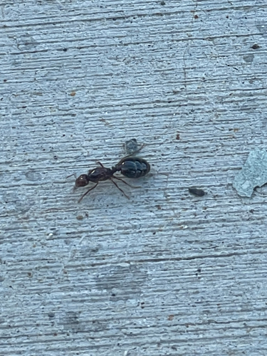 Red Imported Fire Ant