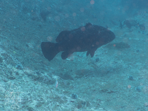 Epinephelus daemelii observed 2026-10-11