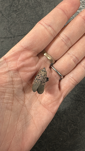 Spotted Lanternfly
