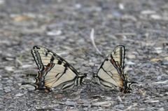Papilio appalachiensis