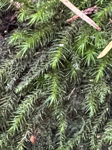 Echinodiopsis hispida observed 2026-10-16