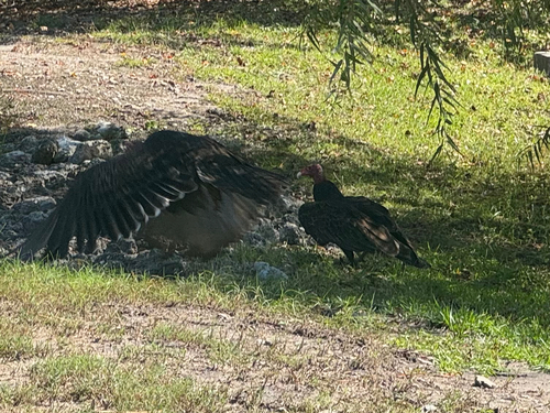 Turkey Vulture