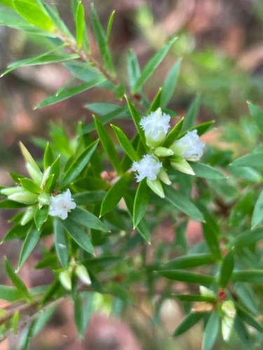 Styphelia leptospermoides, 2026-10-16