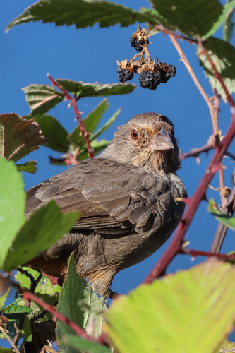 California Towhee