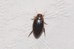 Coptotomus longulus