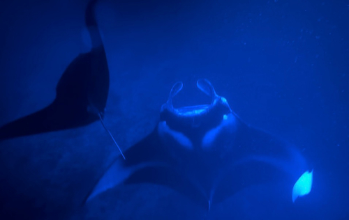 Mobula, 2026-10-15