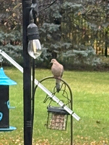 Mourning Dove