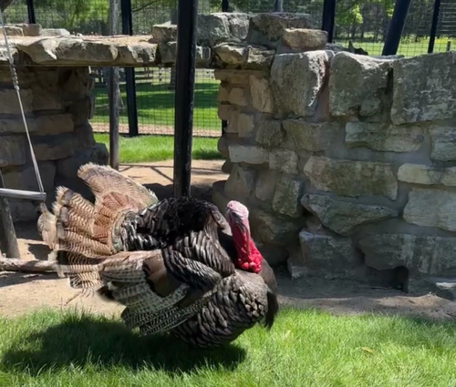Wild Turkey