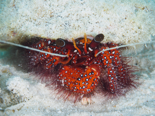 Dardanus megistos observed 2026-10-13