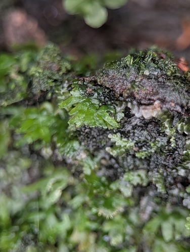 Riccardia observed 2026-10-15