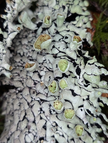 Hypogymnia enteromorpha observed 2026-10-15