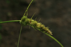 Carex neurocarpa