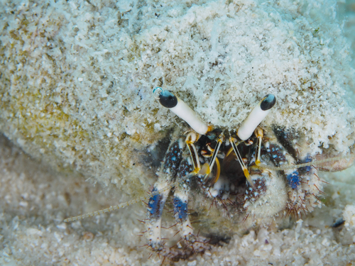 Dardanus scutellatus observed 2026-10-13