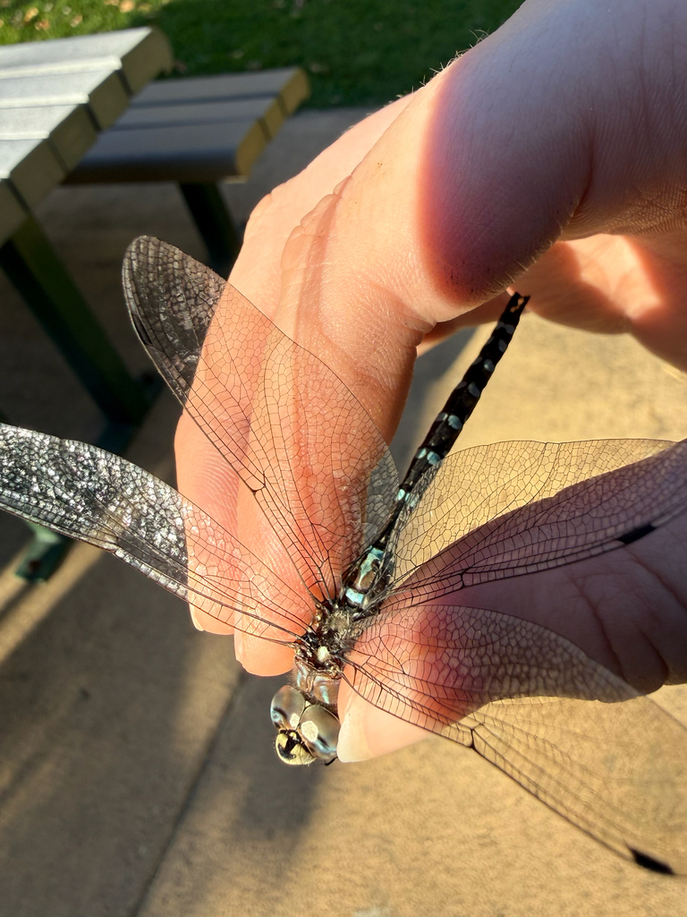 Walker's Darner