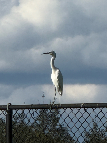 Little Blue Heron