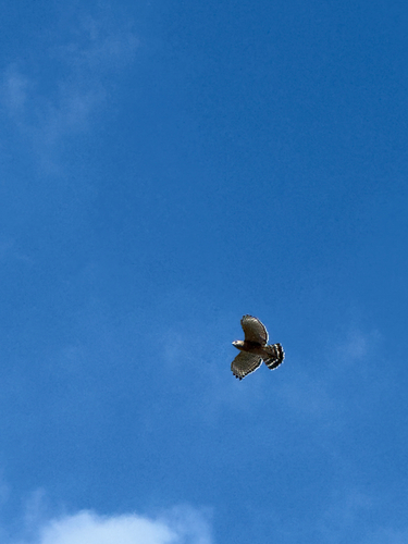 Red-shouldered Hawk