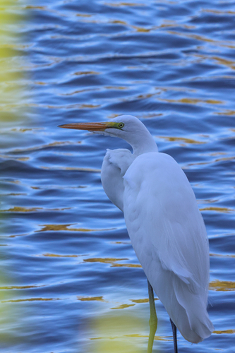 Great Egret