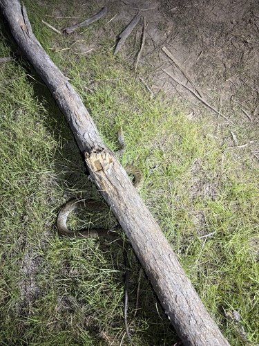 Common keelback