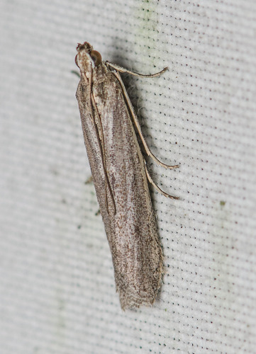 Homoeosoma, 2026-10-14