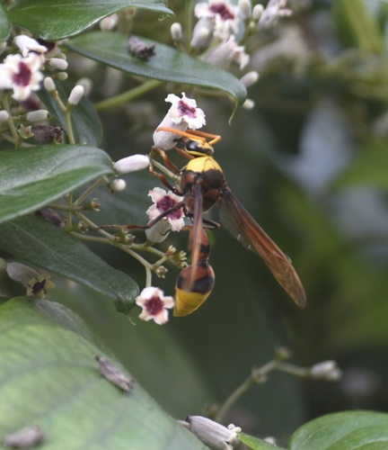 Delta pyriformis, 2026-10-16
