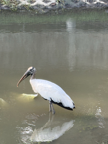 Wood Stork