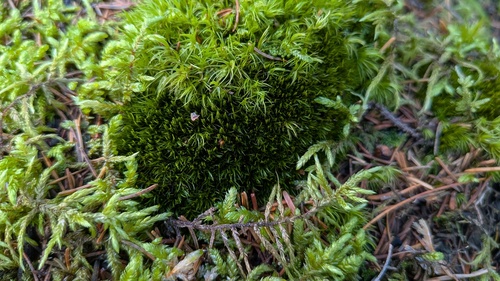 Orthodicranum flagellare observed 2026-10-15