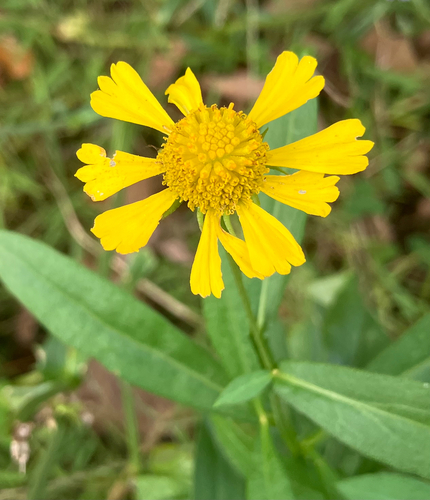 common sneezeweed