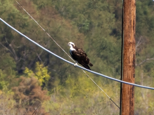 Osprey