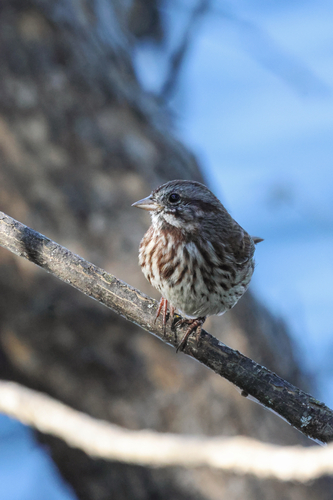 Song Sparrow