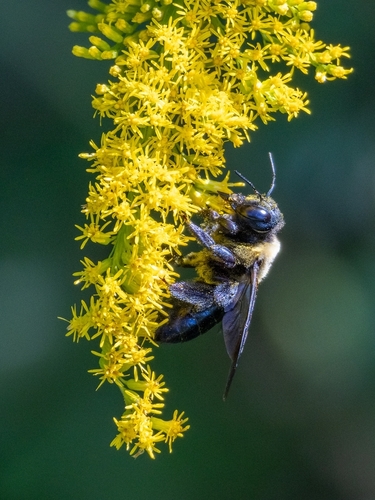 Eastern Carpenter Bee