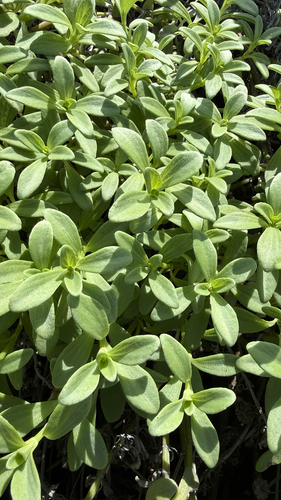 Lipochaeta integrifolia observed 2026-10-15